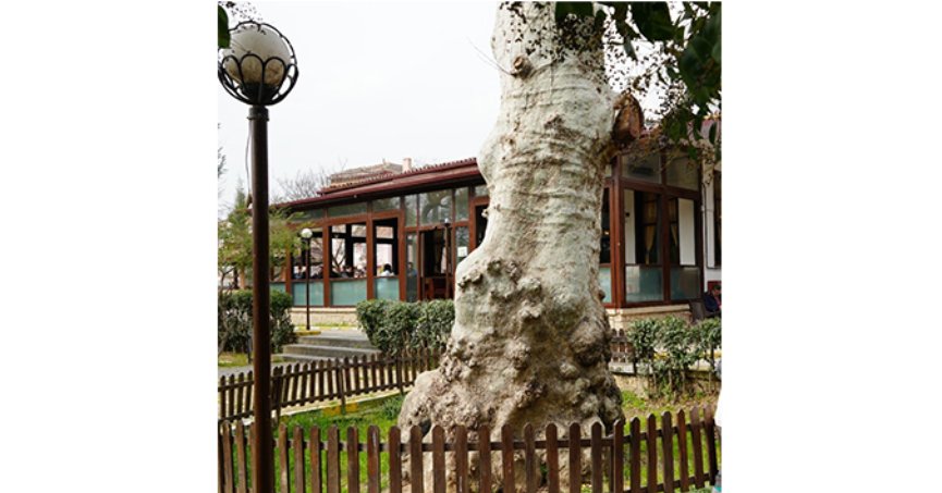 Asırlık çınarın altında 150 yıldır kahve içiliyor