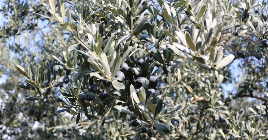 Marmarabirlik’ten üreticiye 860 milyon liralık kredi desteği