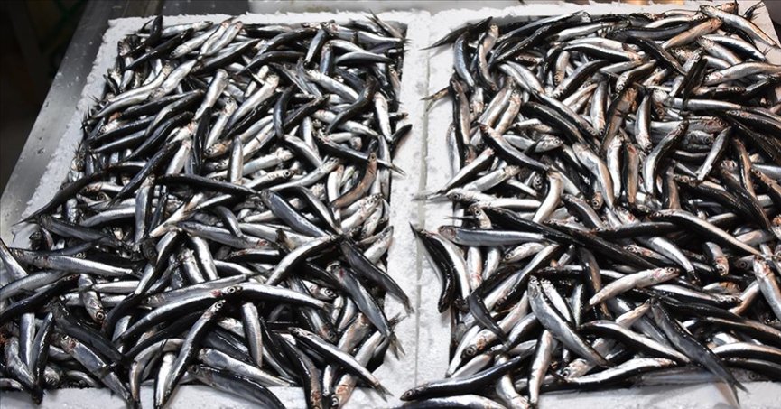 2 aylık hamsi ihracatı 2,1 milyon doları aştı