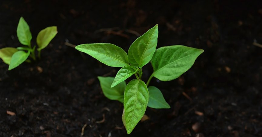 ‘Yeşil Dönüşüm’de bu yıl 50 firma desteklenecek
