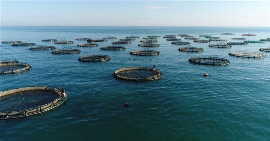 Su ürünü yetiştiriciliğinde ürün bazında birlik kurulabilecek