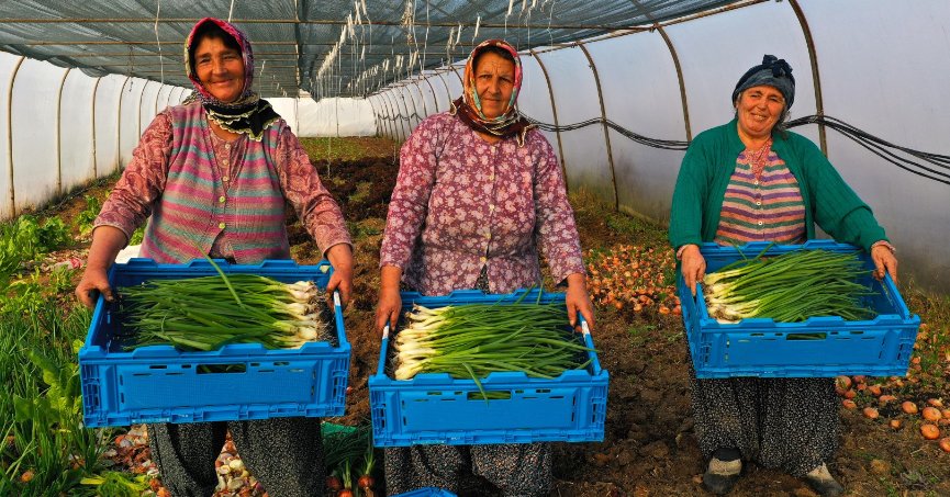 Çiftçilere yüzde 50 hibeli sera desteği