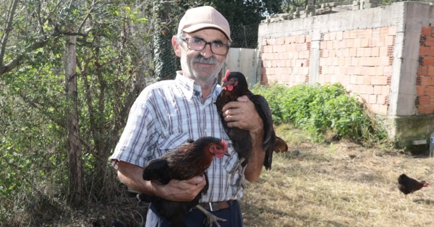 Üreticilere yüzde 50 hibeli yumurta tavuğu desteği