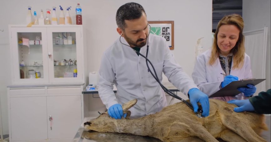 Tedavi edilen karaca yeni ailesine katıldı