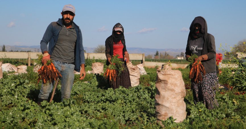 Enkaz kentte bereketli havuç hasadı