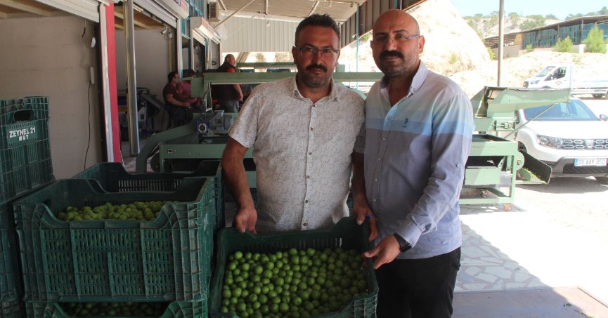 Açıkta erik hasadı başladı kilosu 50 ile 350 TL arasında