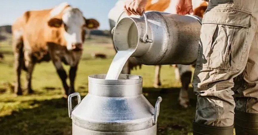 Toplanan inek sütü miktarı yıllık 13,1 arttı