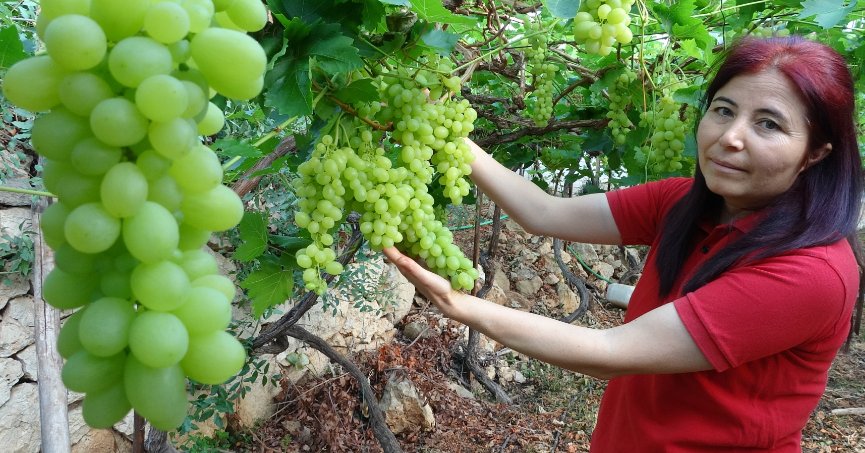 Turfanda üzüm hasadı başladı