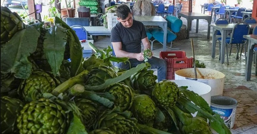 Enginarın üretim üssünde üreticinin hasat mesaisi arttı