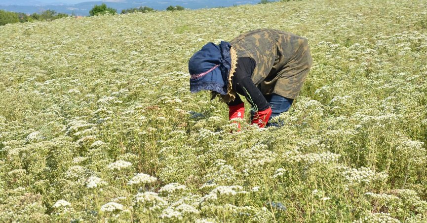 Dünyanın kekik ihtiyacı Denizli’den karşılanıyor