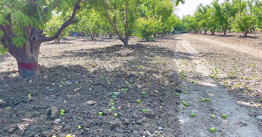 Hasada gün sayan erik üreticisini fırtına vurdu