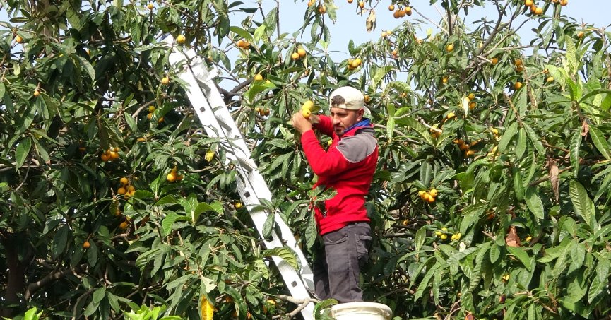 Yenidünyada hasat erken başladı