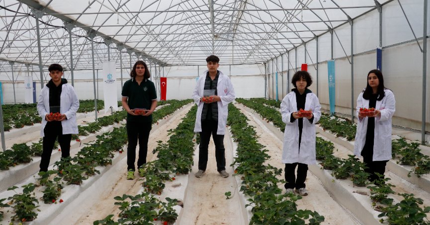 Öğrenciler, volkanik cürufta çilek yetiştirdi