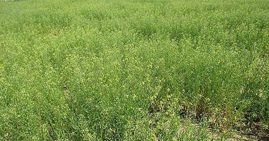 Yağ bitkisi ketencikte iki yeni tür geliştirildi