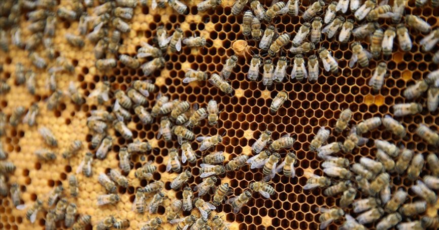 Türkiye Arıcılık Haritası güncellendi