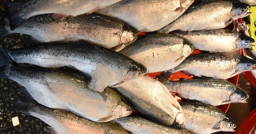 Doğu Karadeniz'in 4 aylık Türk somonu ihracatı yüzde 56 arttı