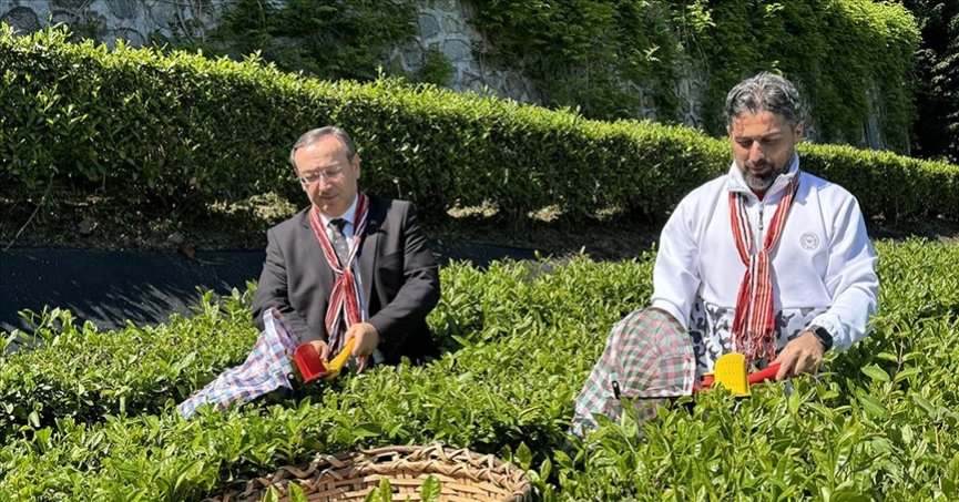 ÇAYKUR, ilk haftada 14 bin ton yaş çay aldı