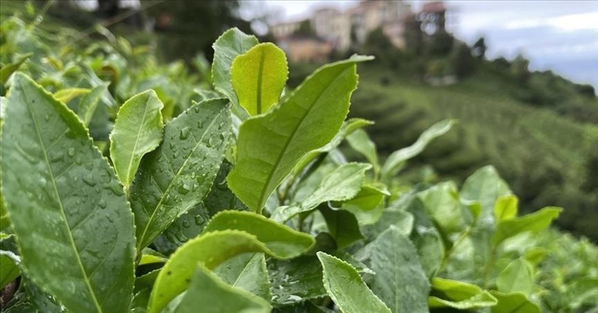Yaş çay alım fiyatı kilogram başına 17 lira olarak belirlendi