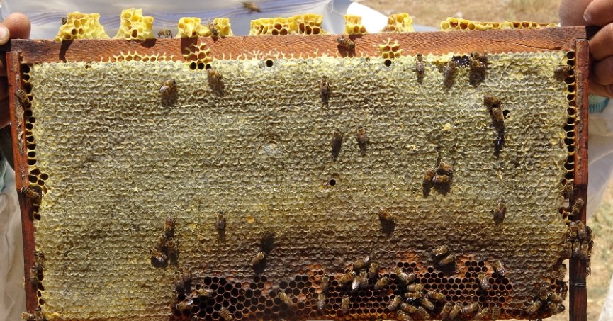 Bal 300 TL altında satılıyorsa dikkat