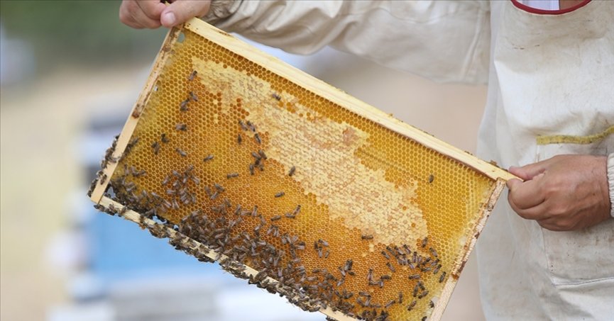 Türk balı, 4 ayda yaklaşık 11,5 milyon dolar kazandırdı