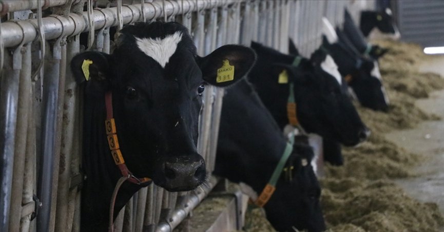 Toplanan inek sütü miktarı martta yıllık yüzde 7,7 arttı