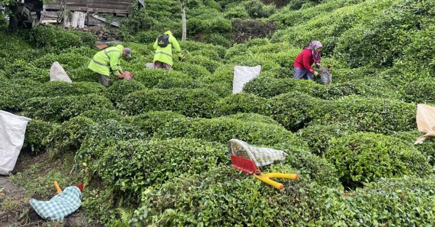 Rizeliler açıklanan çay taban fiyatını az buldu