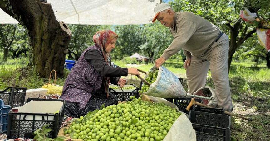 Yağış erik hasadını 1 hafta öne çekti