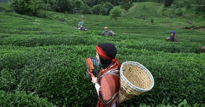 Çay bahçelerinde gençleştirme budama oranında değişiklik