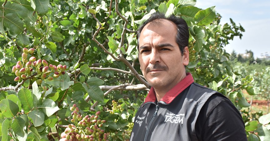 Antep fıstığında yüksek rekolte beklentisi