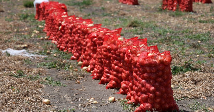 Soğan fiyatları tarlada 5 liraya kadar düştü