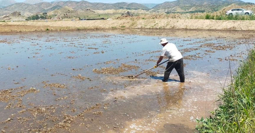 ‘Beyaz altın’ın sofralara uzanan yolculuğu başladı