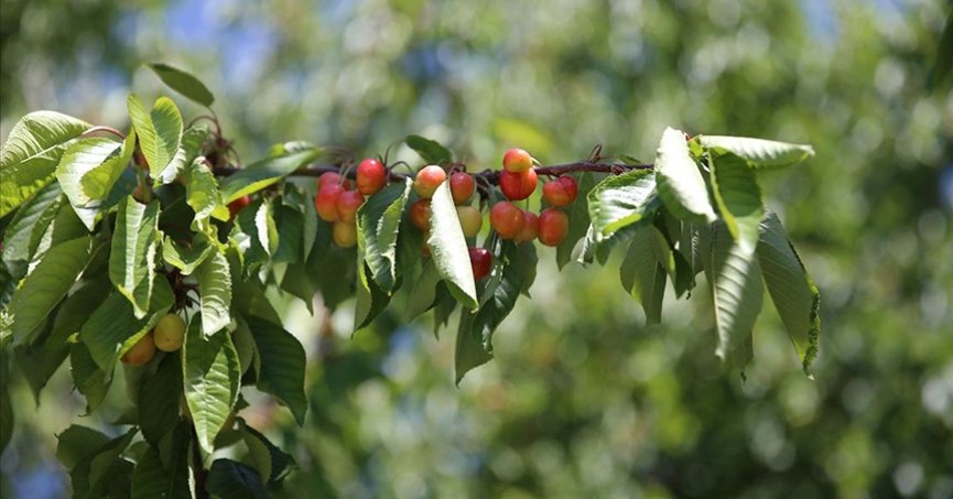 Dalbastı kirazında 800 ton rekolte bekleniyor