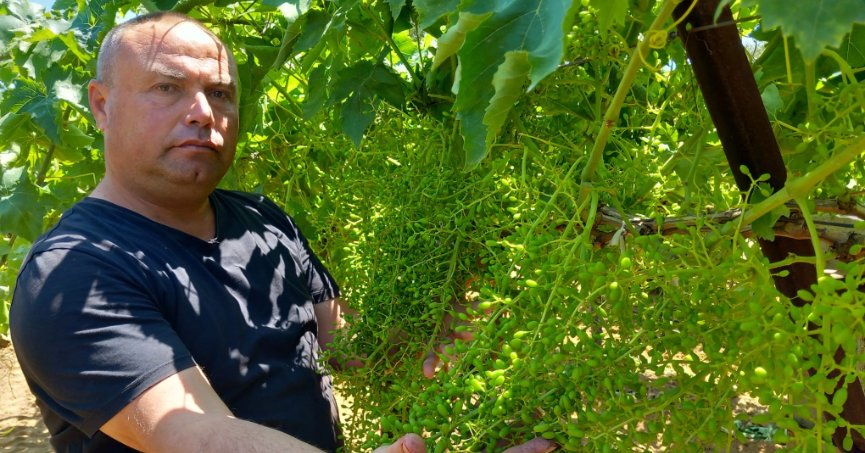 Sultaniye üzümün kalitesi yüz güldürdü