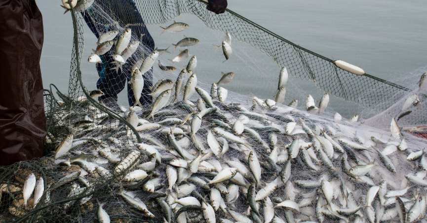 Su ürünleri sektörü ihracatı 1,7 milyar dolara ulaştı