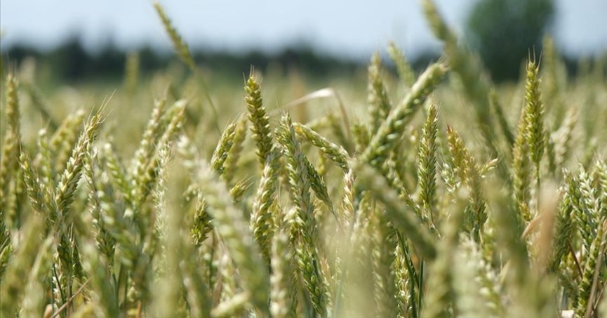Buğdayın gelişimi hasadın bereketli geçeceğine işaret