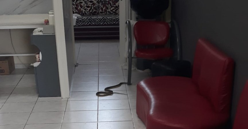 Kuaförde yılan paniği