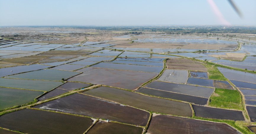 Pirinç ekiminde  kuraklık endişesi