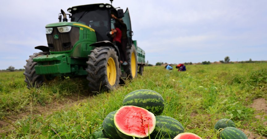 Adana’da karpuz  fiyatları 7 liraya düştü