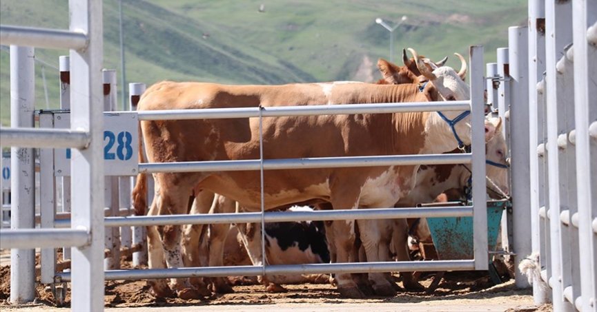 Kurbanlıkların sevkiyatı sürüyor