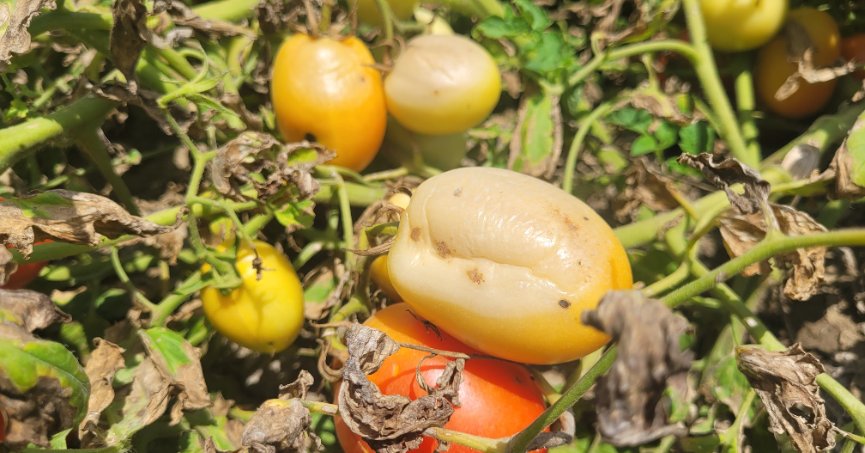 Aşırı sıcak kavun, karpuz,  biber ve domatesleri yaktı