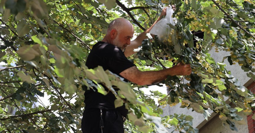 Kocaeli’yi ıhlamur kokusu sardı