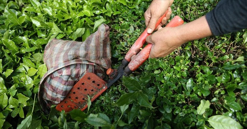 Türk çayı ihracatı 5 ayda 12 milyon doları aştı