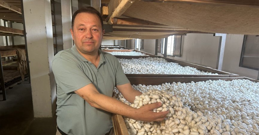 İpek böcekleri kozalarını  örmeye başladı   