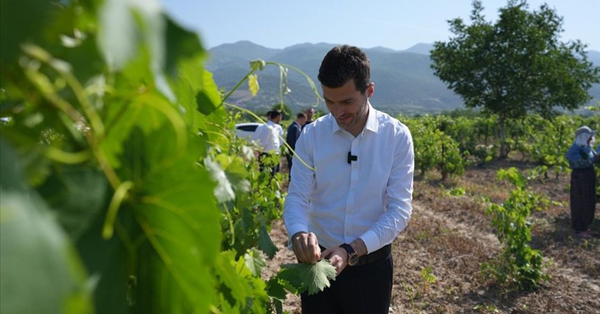 Erbaa bağ yaprağında 15 bin ton rekolte bekleniyor   