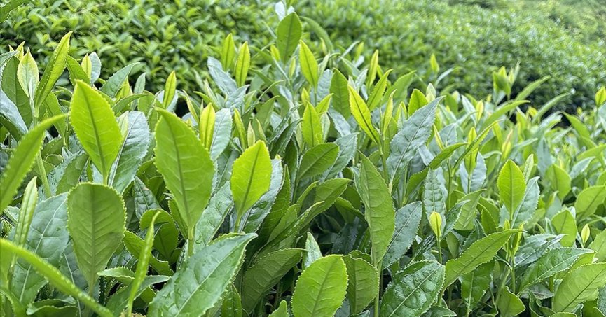 ÇAYKUR birinci sürgünde 213 bin ton yaş çay aldı