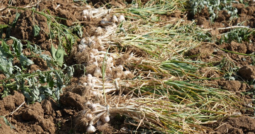 Dünyaca ünlü Taşköprü sarımsağında hasat başladı