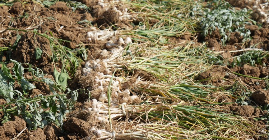 Dünyaca ünlü Taşköprü sarımsağında hasat başladı