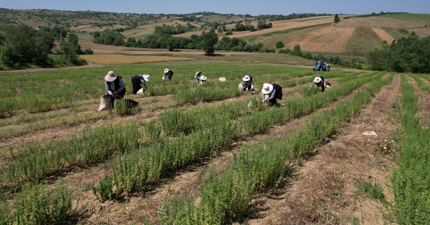 Kocaeli’de kekik hasadı başladı