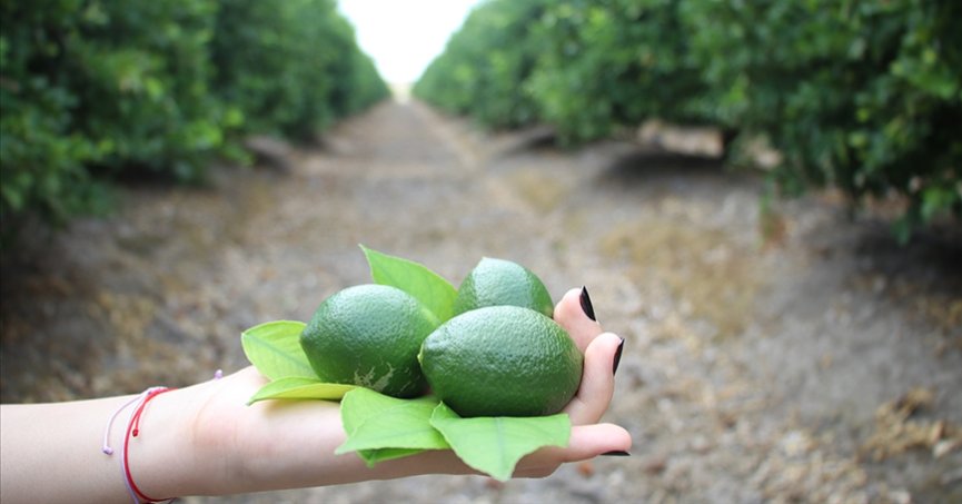 Turfanda limon hasadıyla fiyatlar dengelenebilir