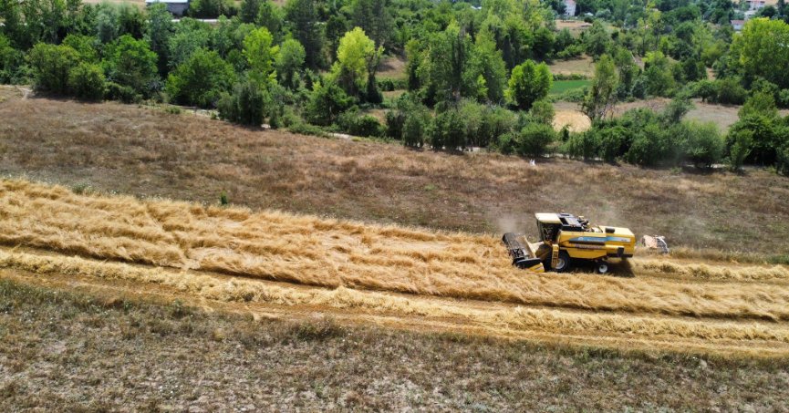 Buğdayın atası ‘siyez’de hasat dönemi başladı